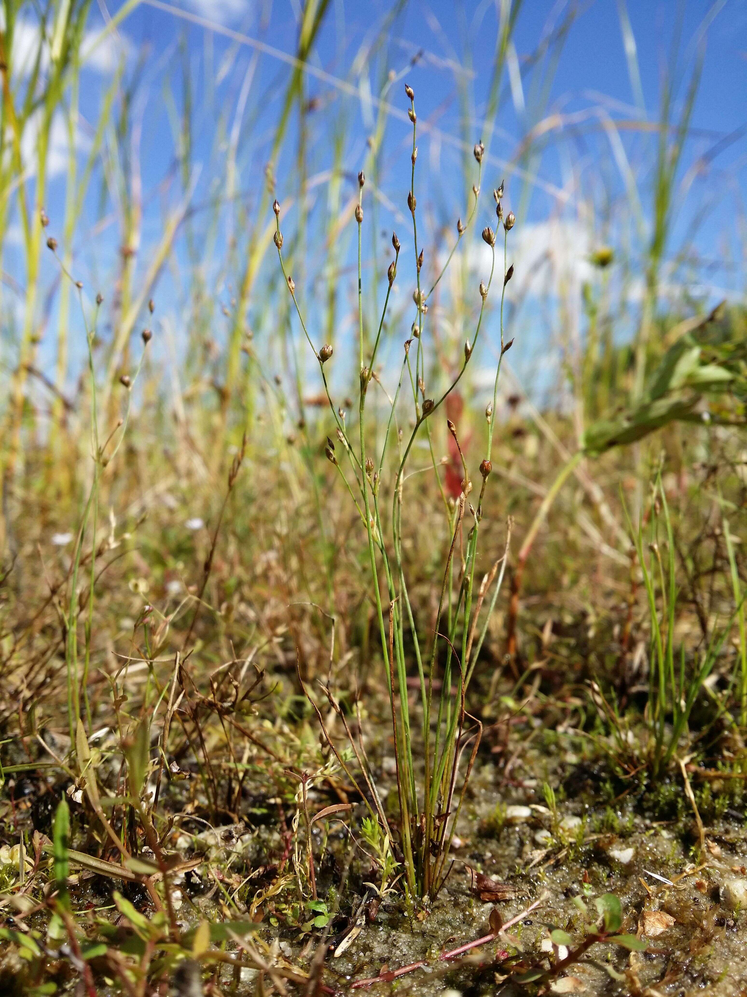 Image of sand rush