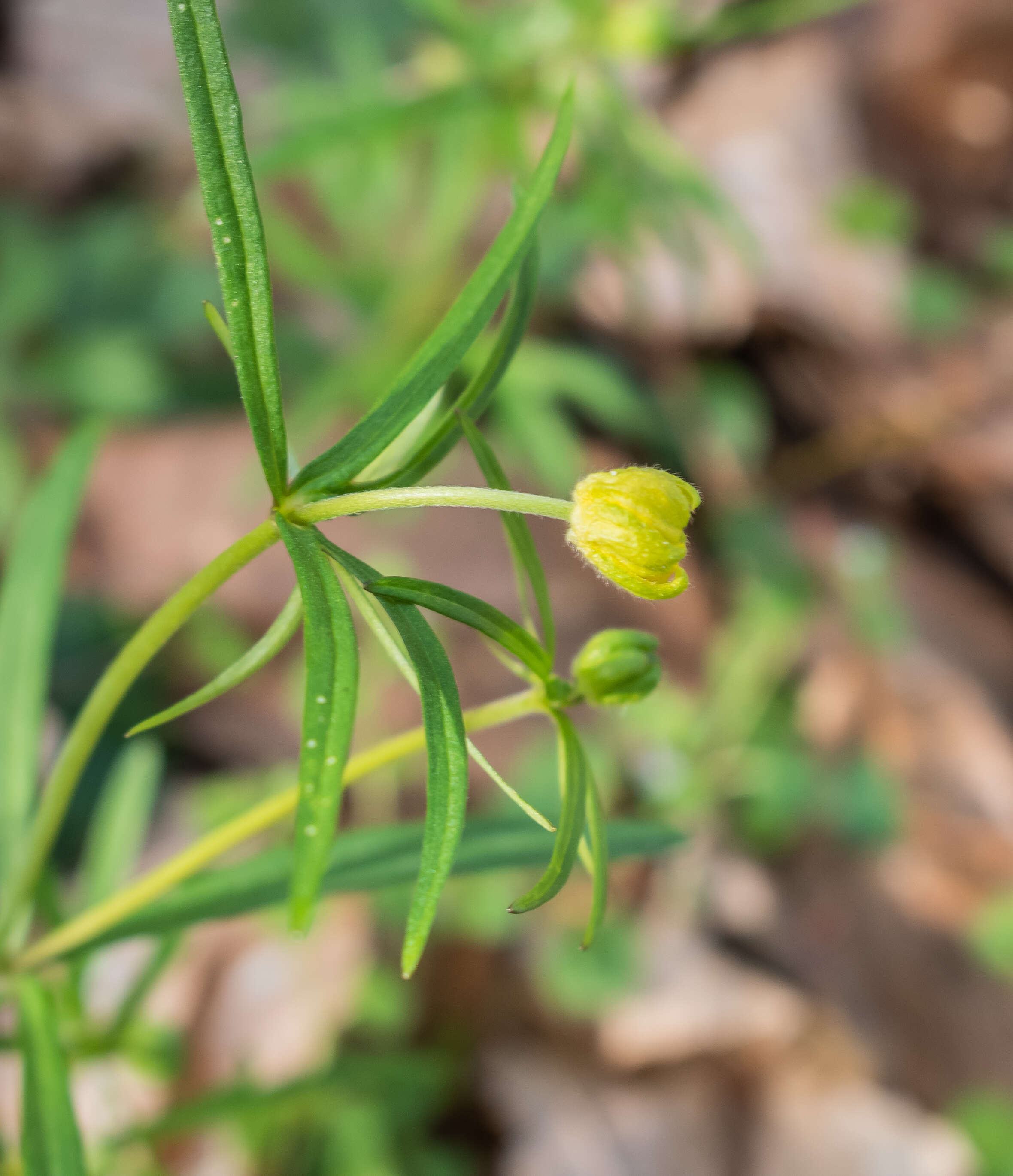 Image of Goldilocks Buttercup