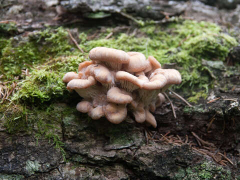 Image of Lentinellus vulpinus (Sowerby) Kühner & Maire 1934