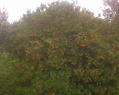 Image of strawberry tree