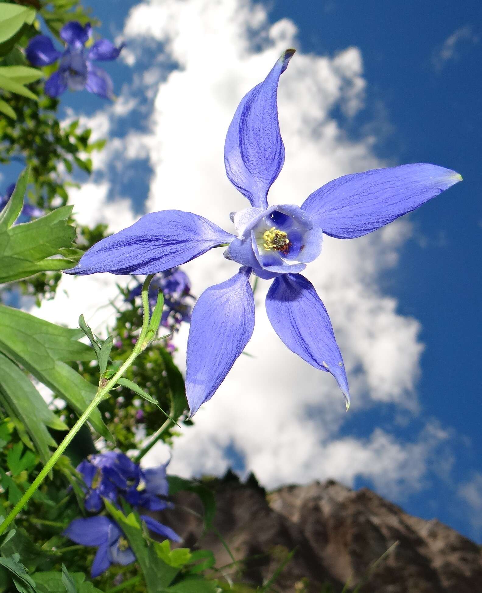 Image of Alpine Columbine