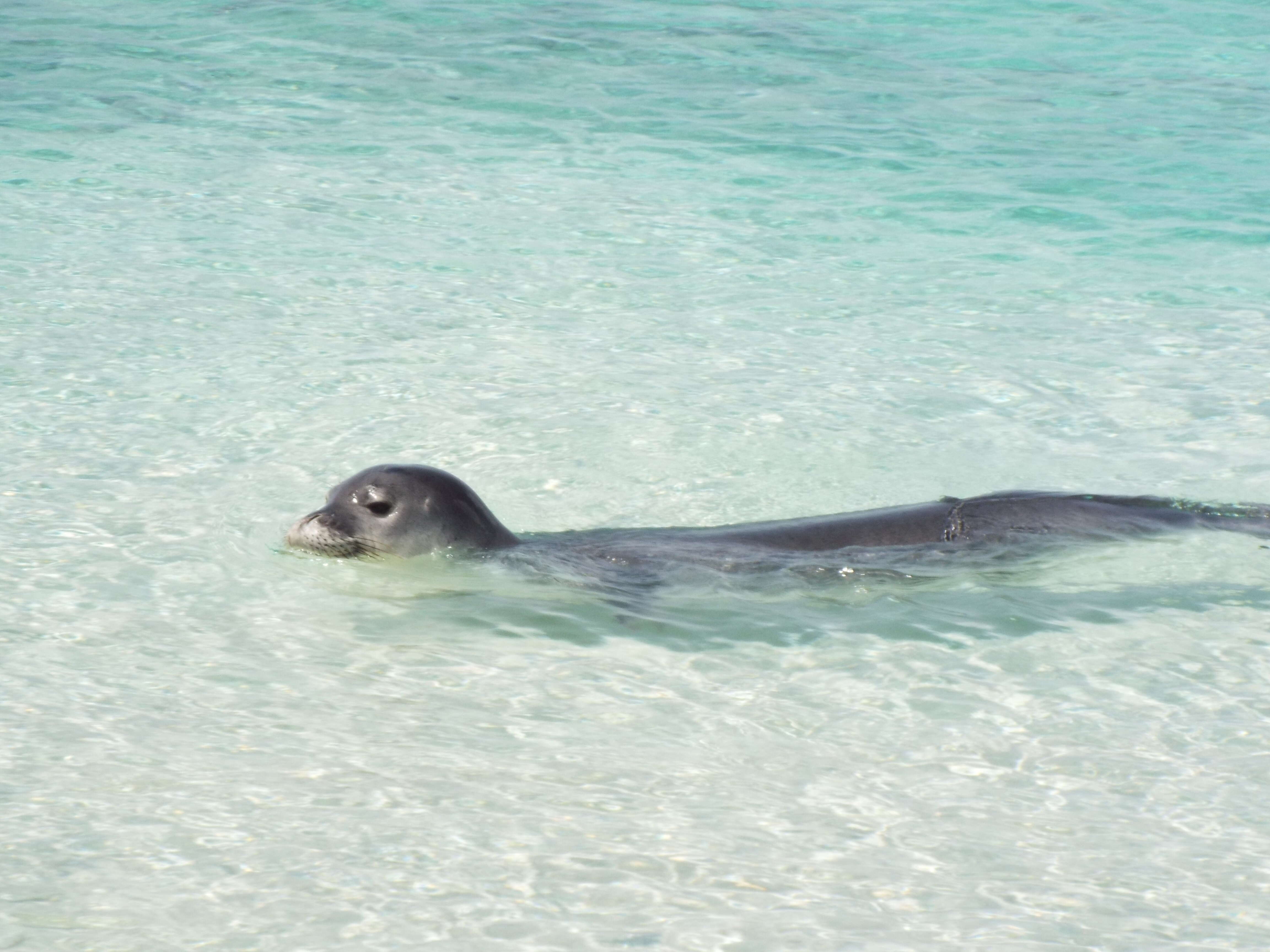 Image of Hawaiian Monk Seal