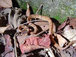 Image of Formosa Slug Snake