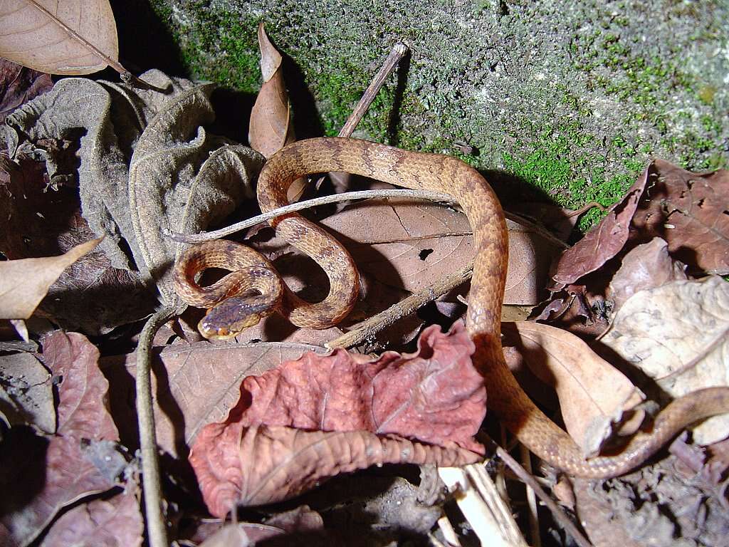 Image of Formosa Slug Snake