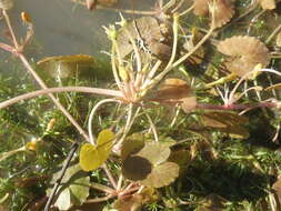 Image of Wavy Marshwort