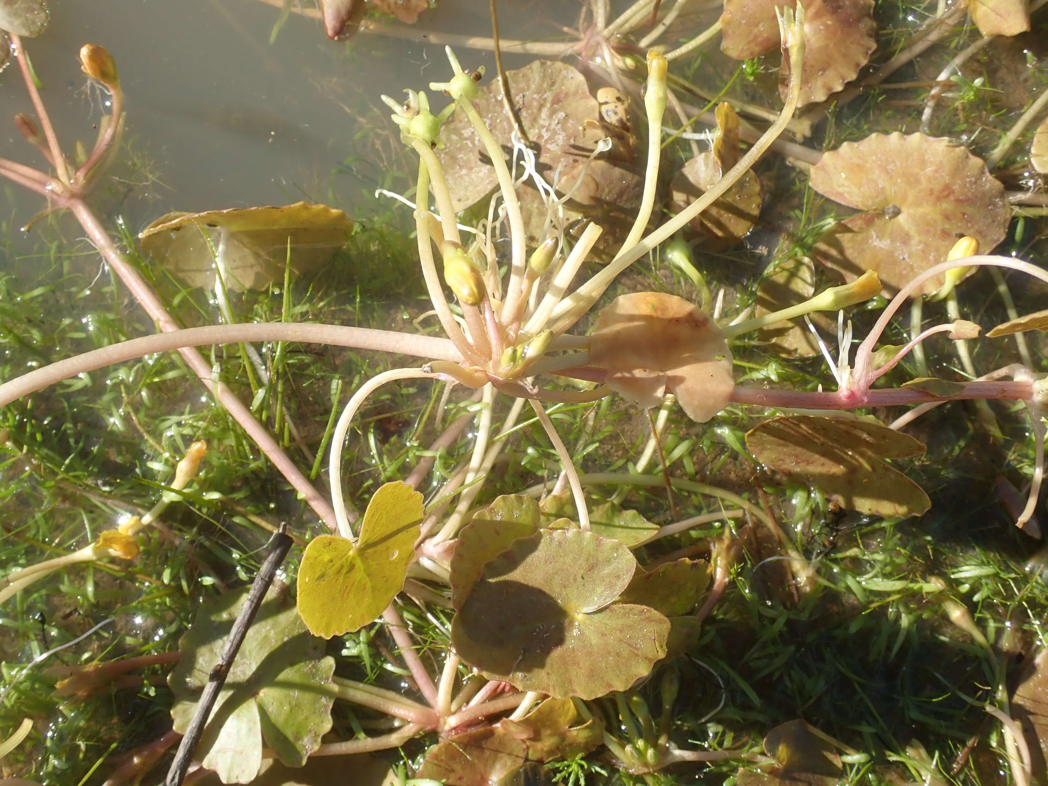 Image of Wavy Marshwort