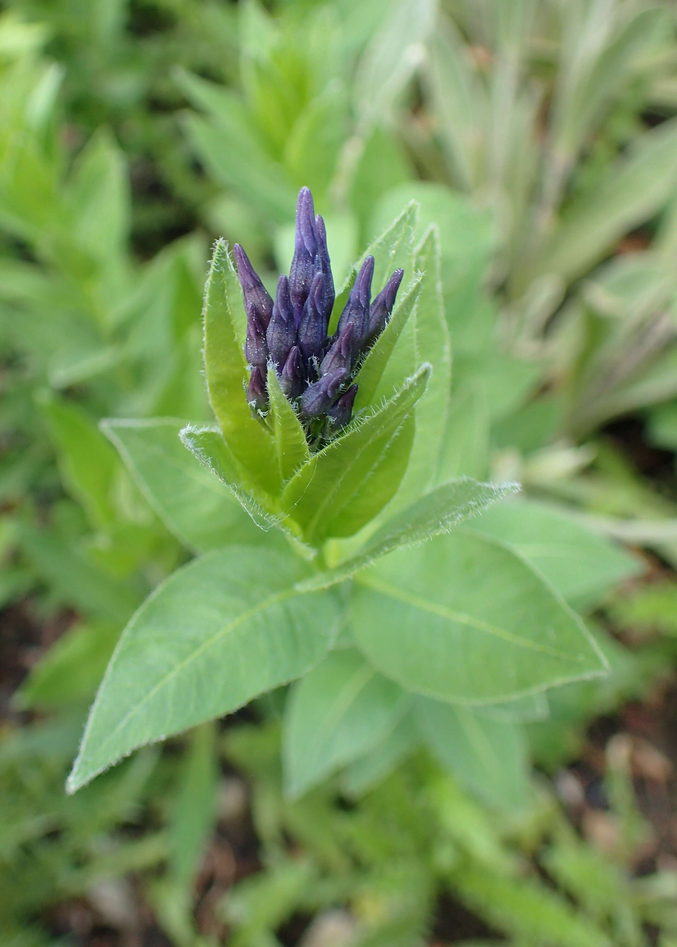 Plancia ëd Amsonia orientalis Decne.