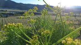 Image of Thompson's desertparsley