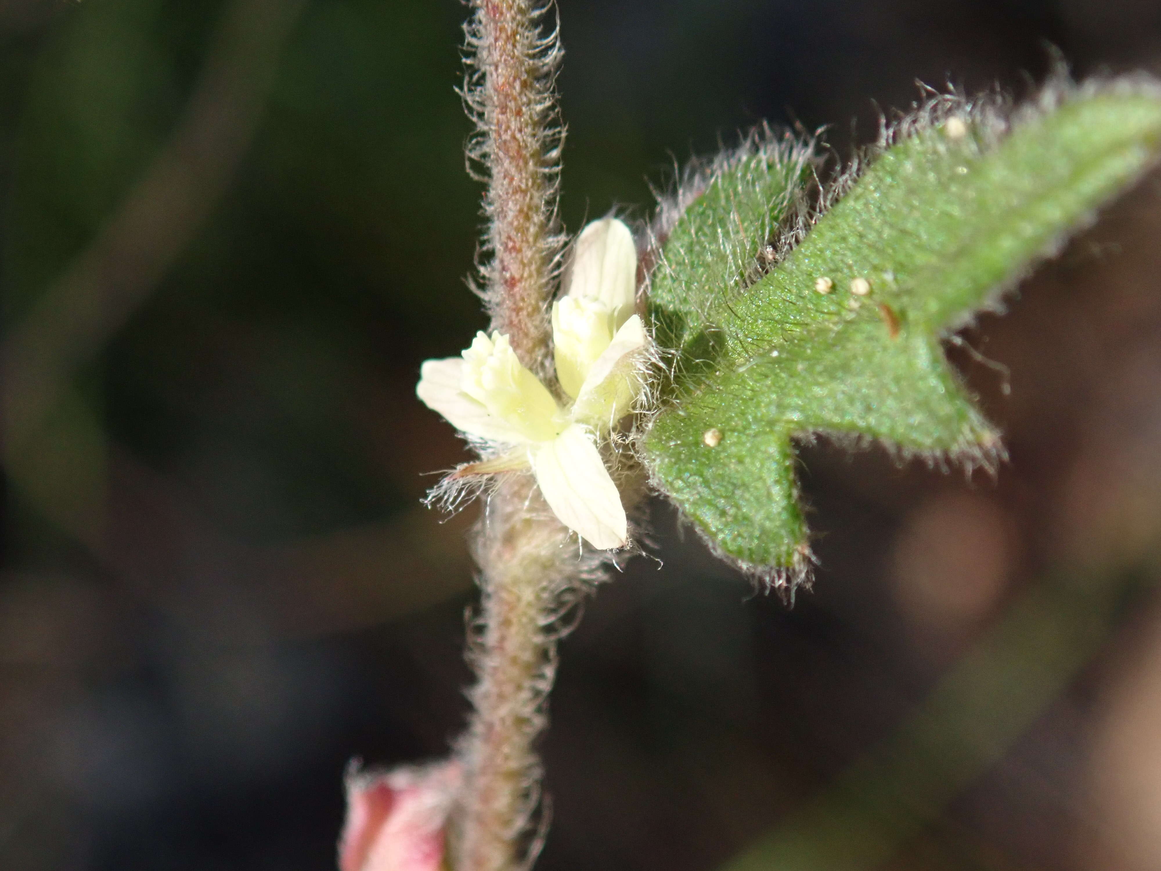 Image of Xanthosia pilosa Rudge