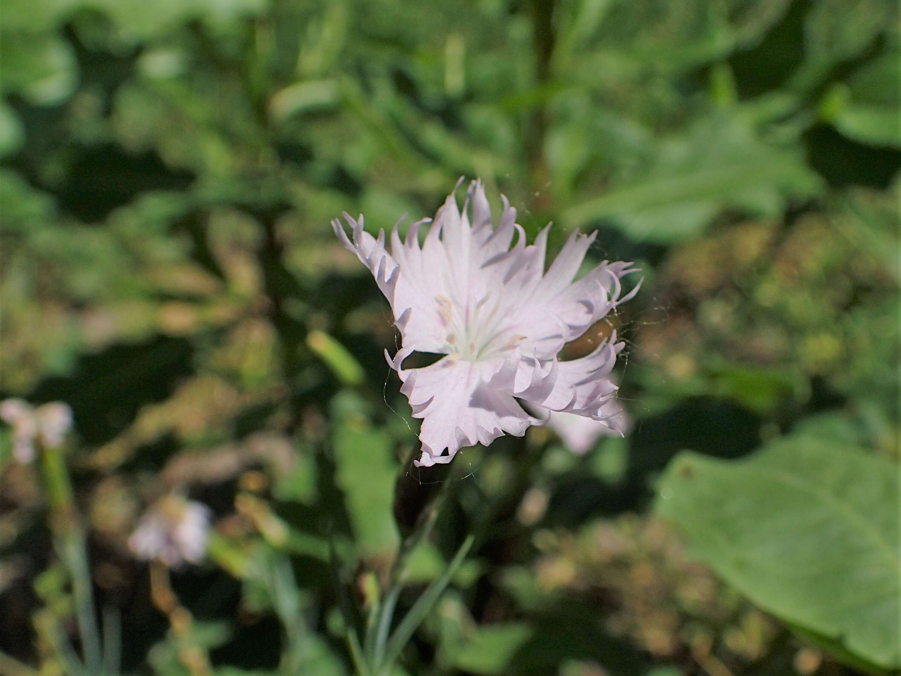 Image of Dianthus anatolicus Boiss.