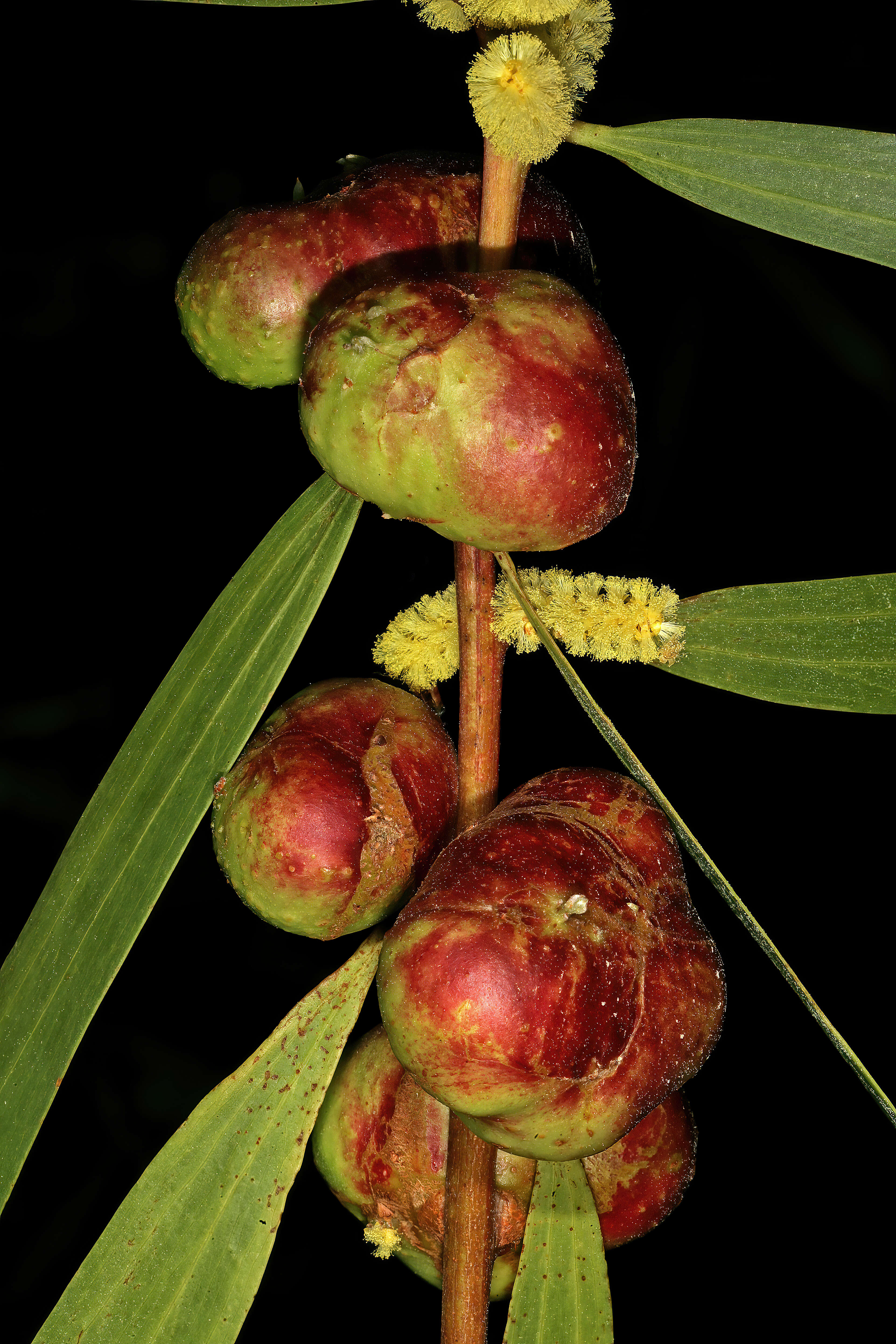 صورة Trichilogaster acaciaelongifoliae (Froggatt 1892)