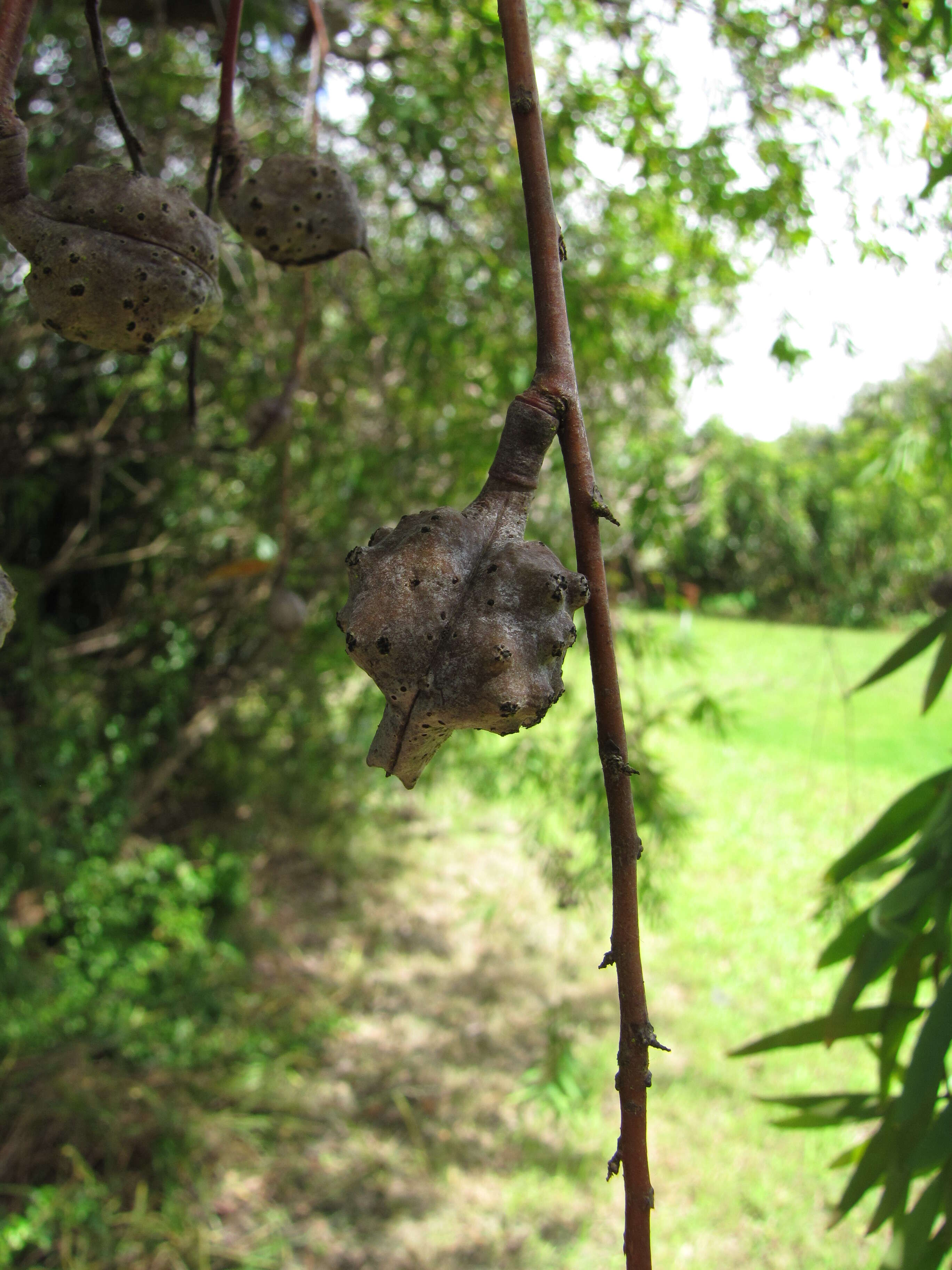 Image of Willow hakea