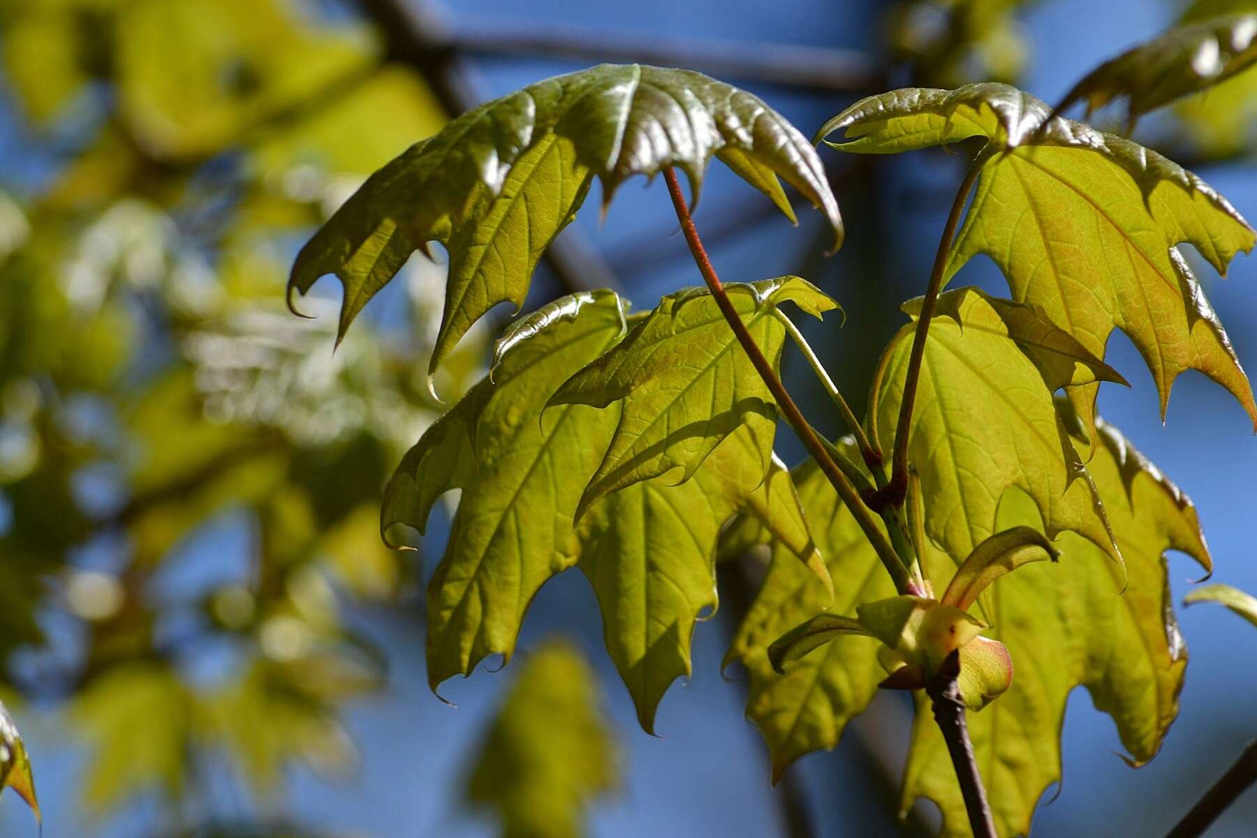 Image of Norway Maple