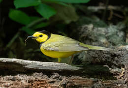 Image of Hooded Warbler