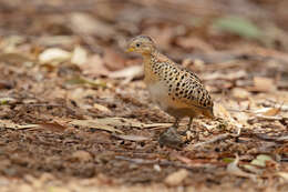 Image of Red-backed Button-quail