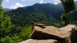 Image of Kashmir Rock Agama