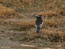 Image of White-browed Wagtail