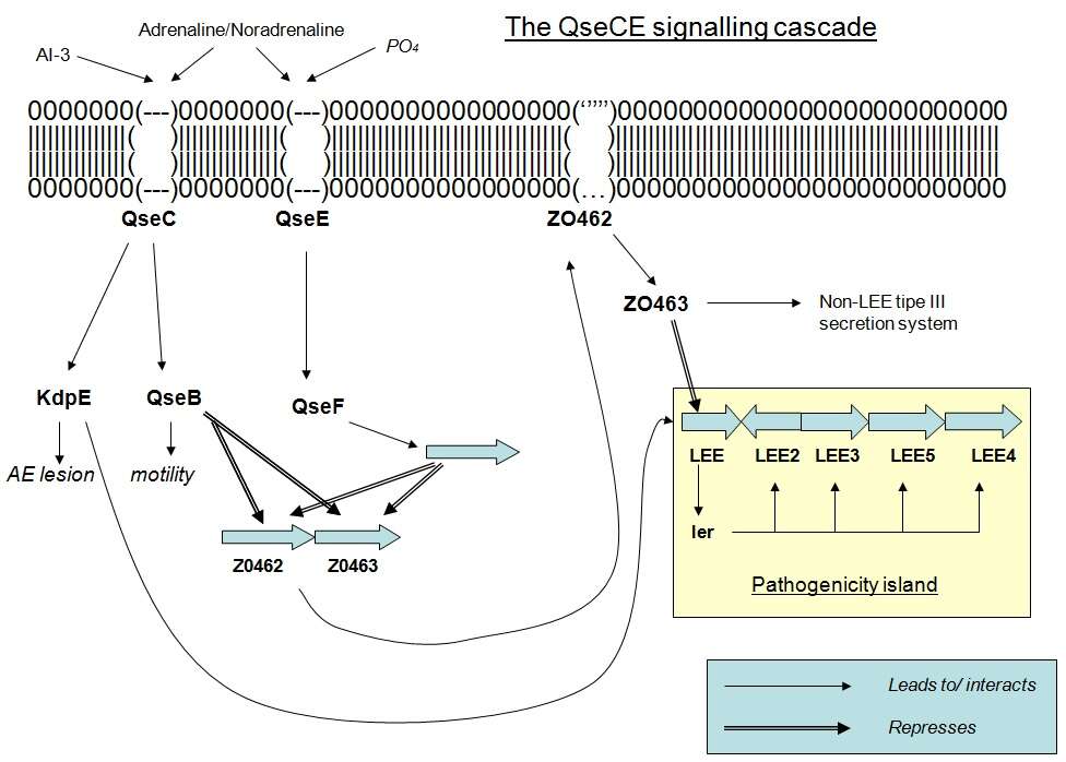 Escherichia resmi