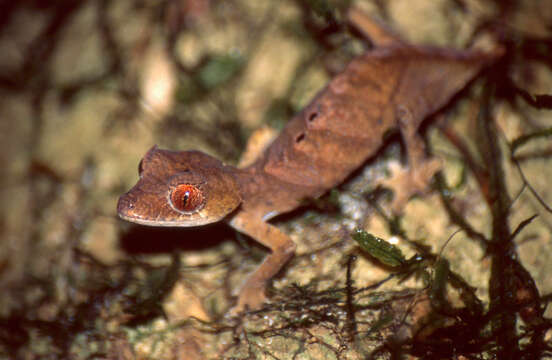 Image of Uroplatus finiavana Ratsoavina, Louis Jr., Crottini, Randrianiaina, Glaw & Vences 2011