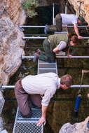 Image of Devil's Hole pupfish