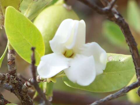 Plancia ëd Gardenia fucata R. Br. ex Benth.