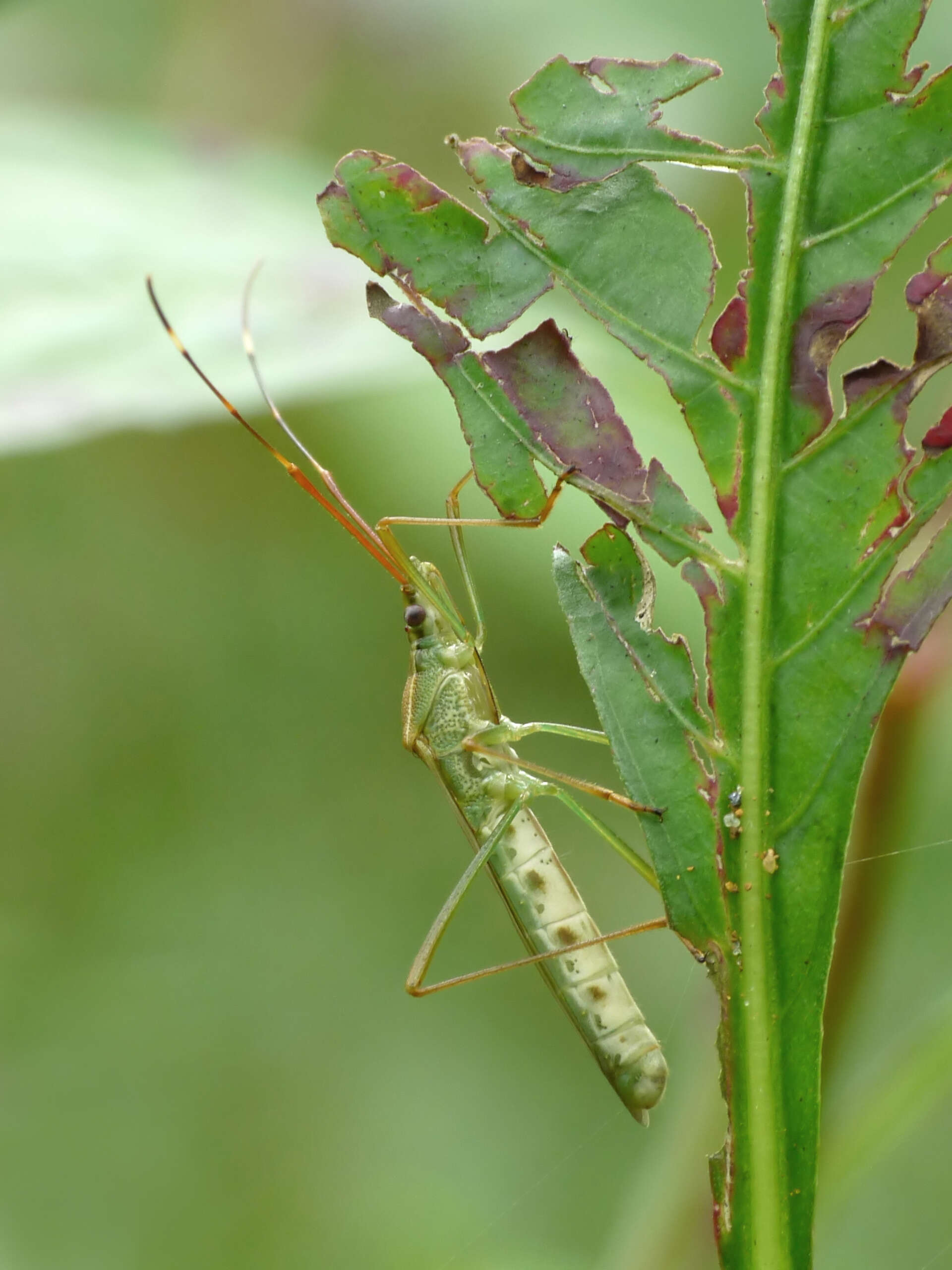 Imagem de Leptocorisa oratorius