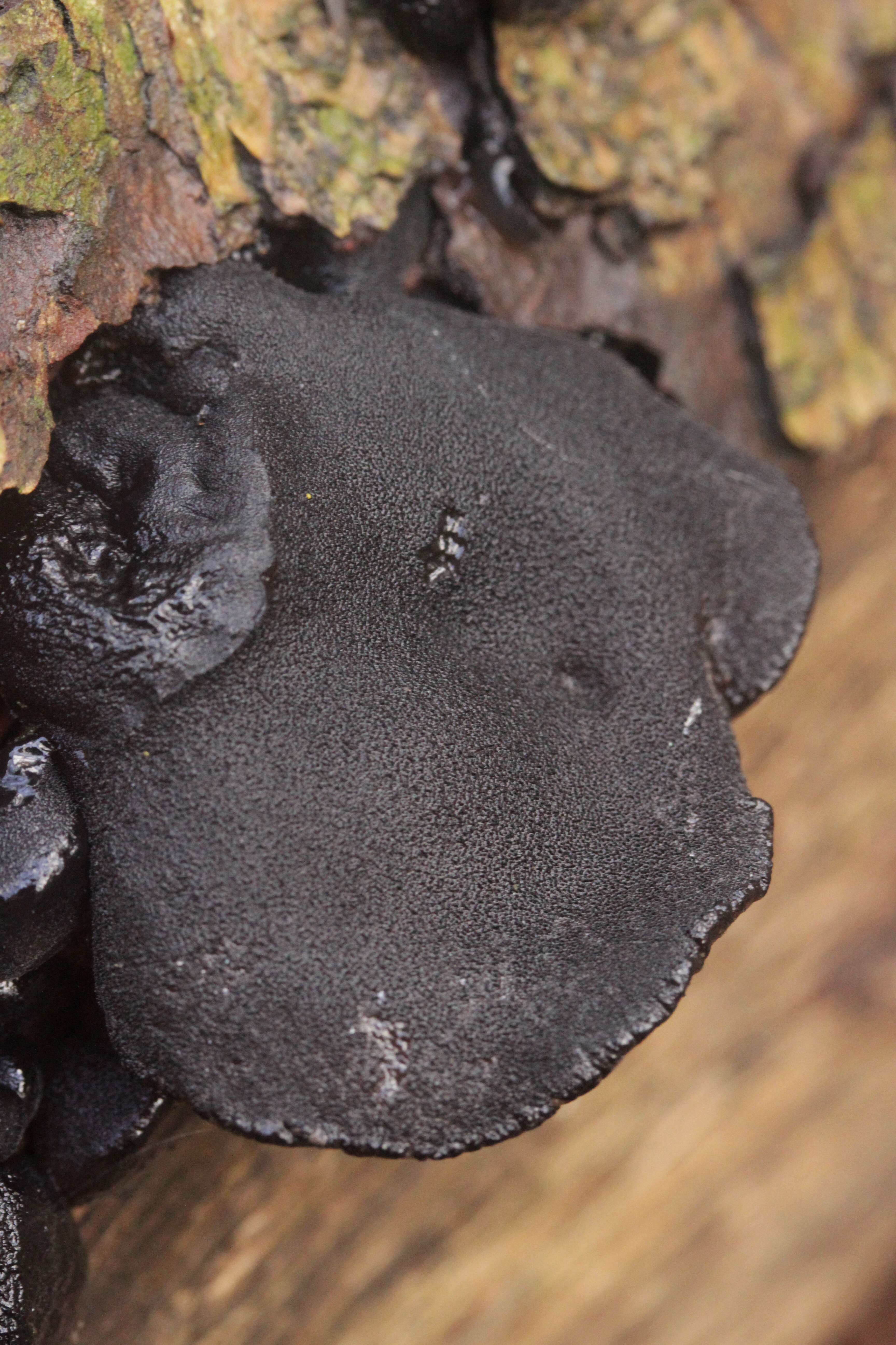 Image of Black Witches' Butter