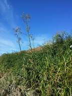 Image of marsh sow-thistle