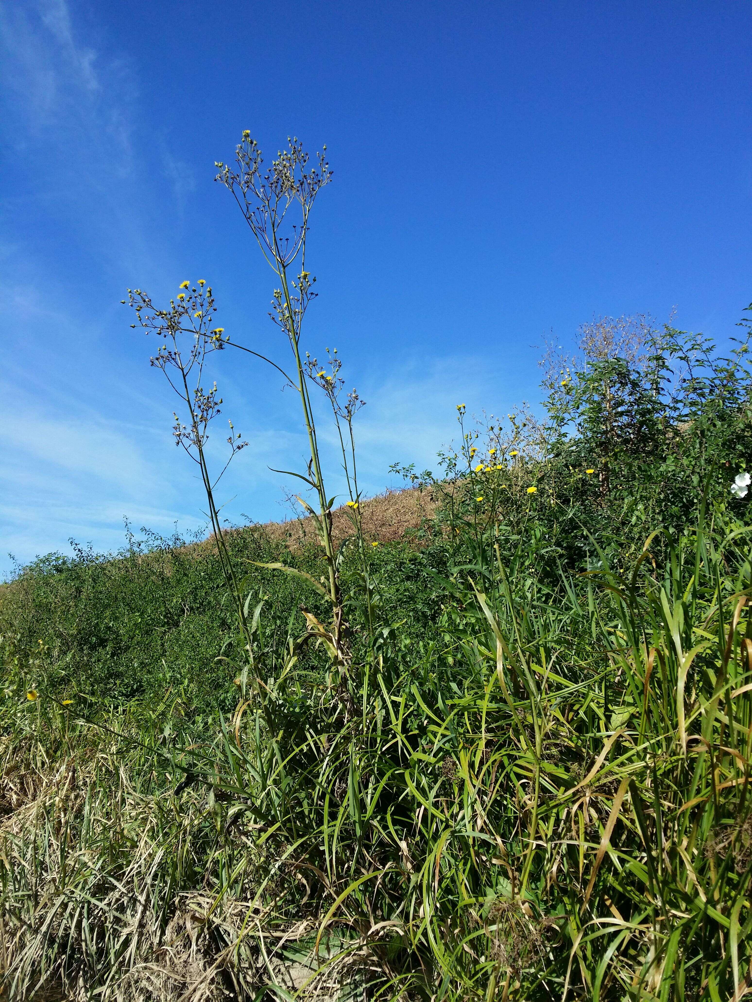 Image of marsh sow-thistle