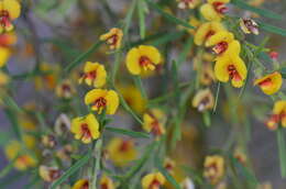Bossiaea linophylla R. Br. resmi