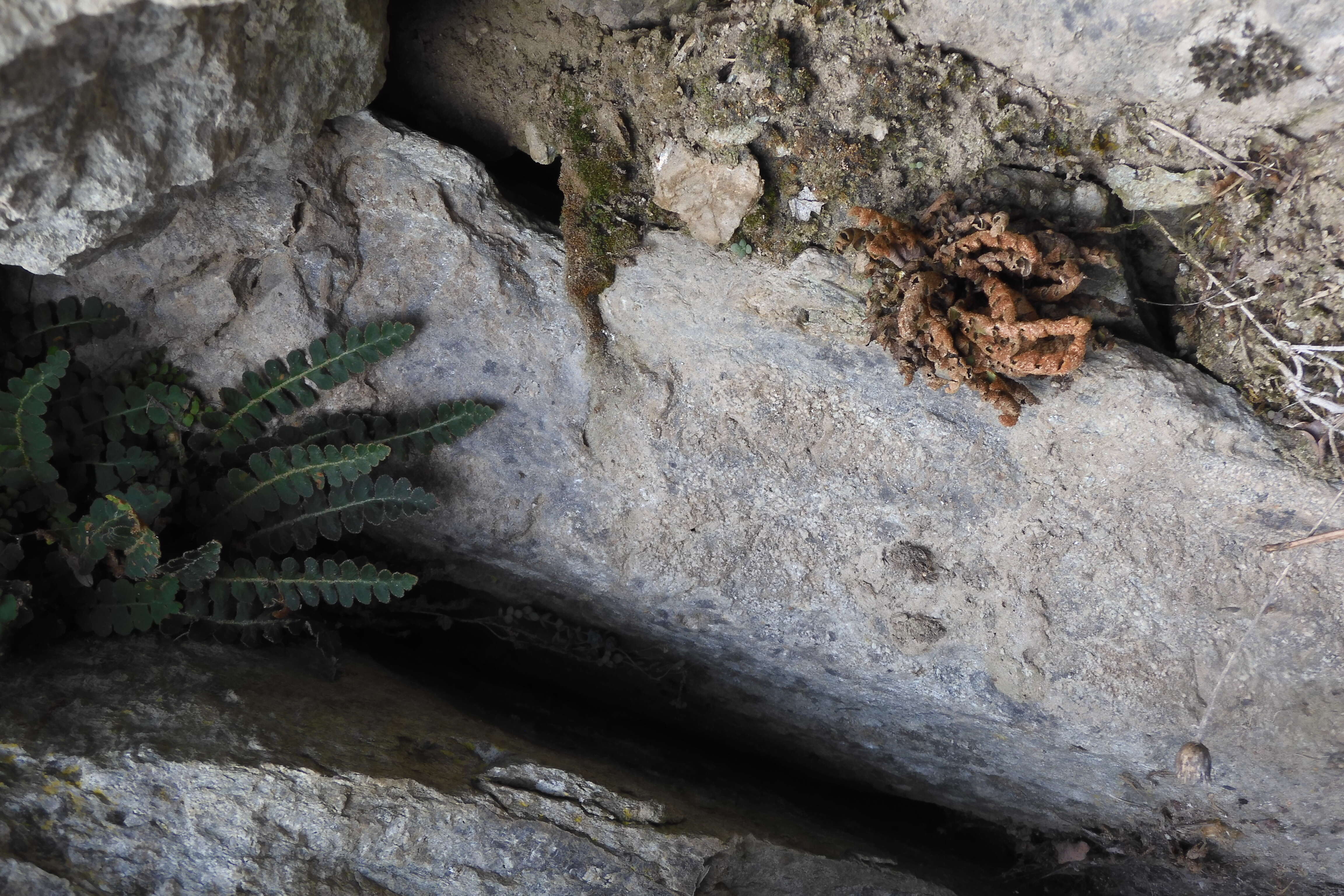 Plancia ëd Asplenium ceterach L.