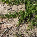 صورة Eremophila serpens R. J. Chinnock