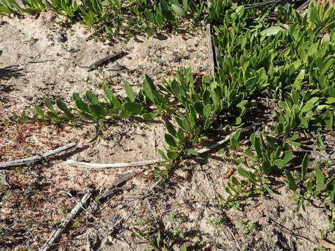 صورة Eremophila serpens R. J. Chinnock