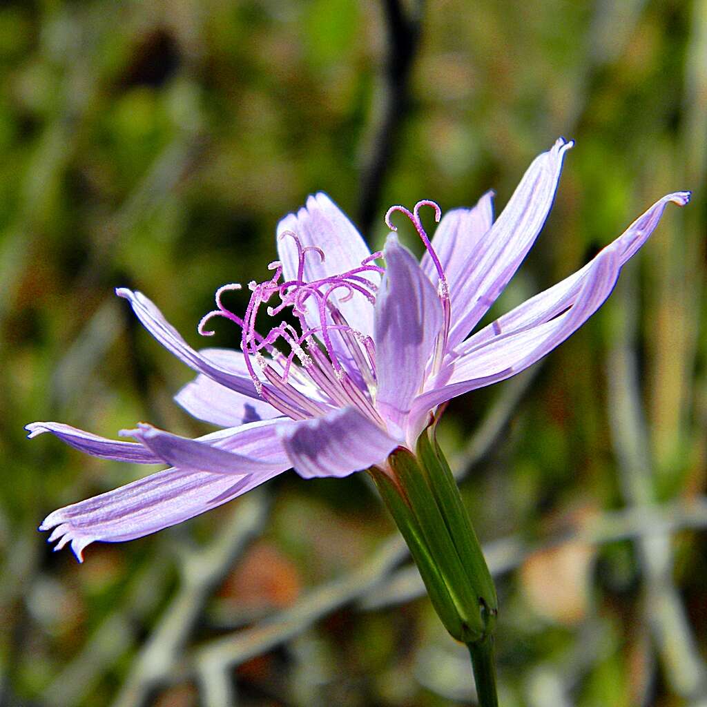 Image of rose rush