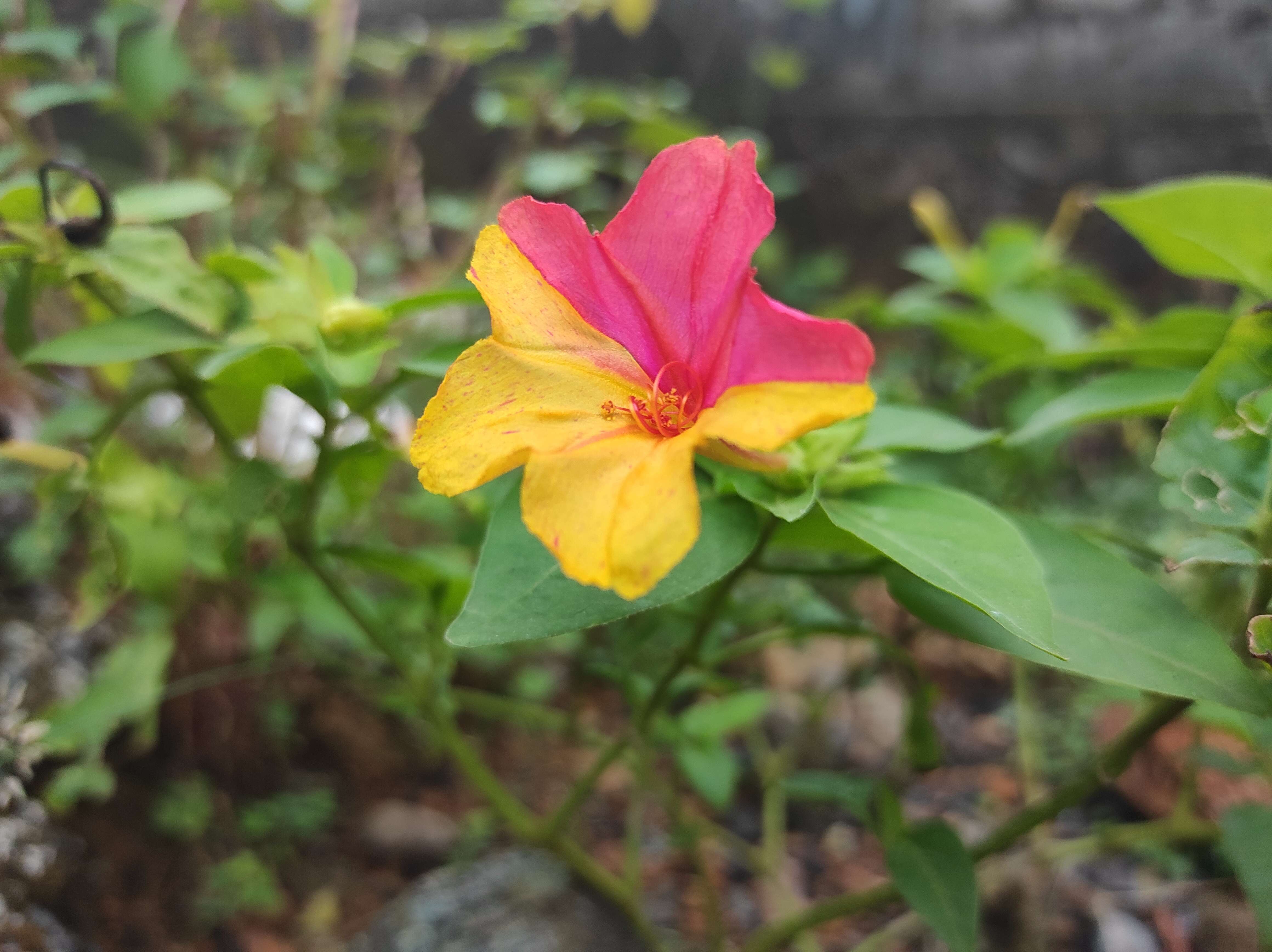 Image of Four o'Clock flower