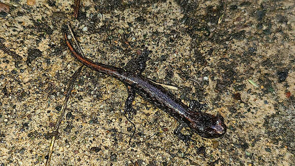 Image of Clouded Salamander