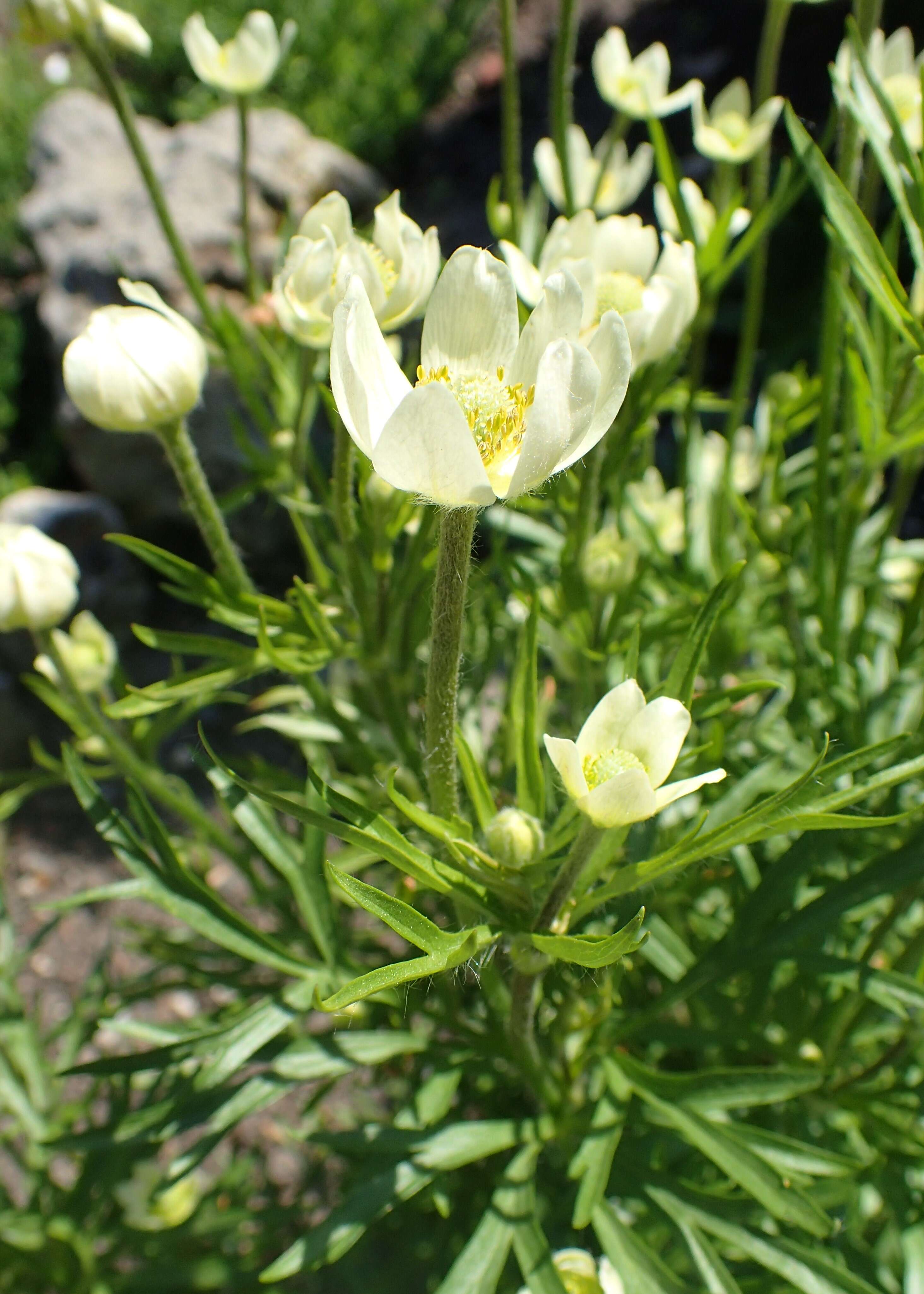 Anemone drummondii S. Wats. resmi