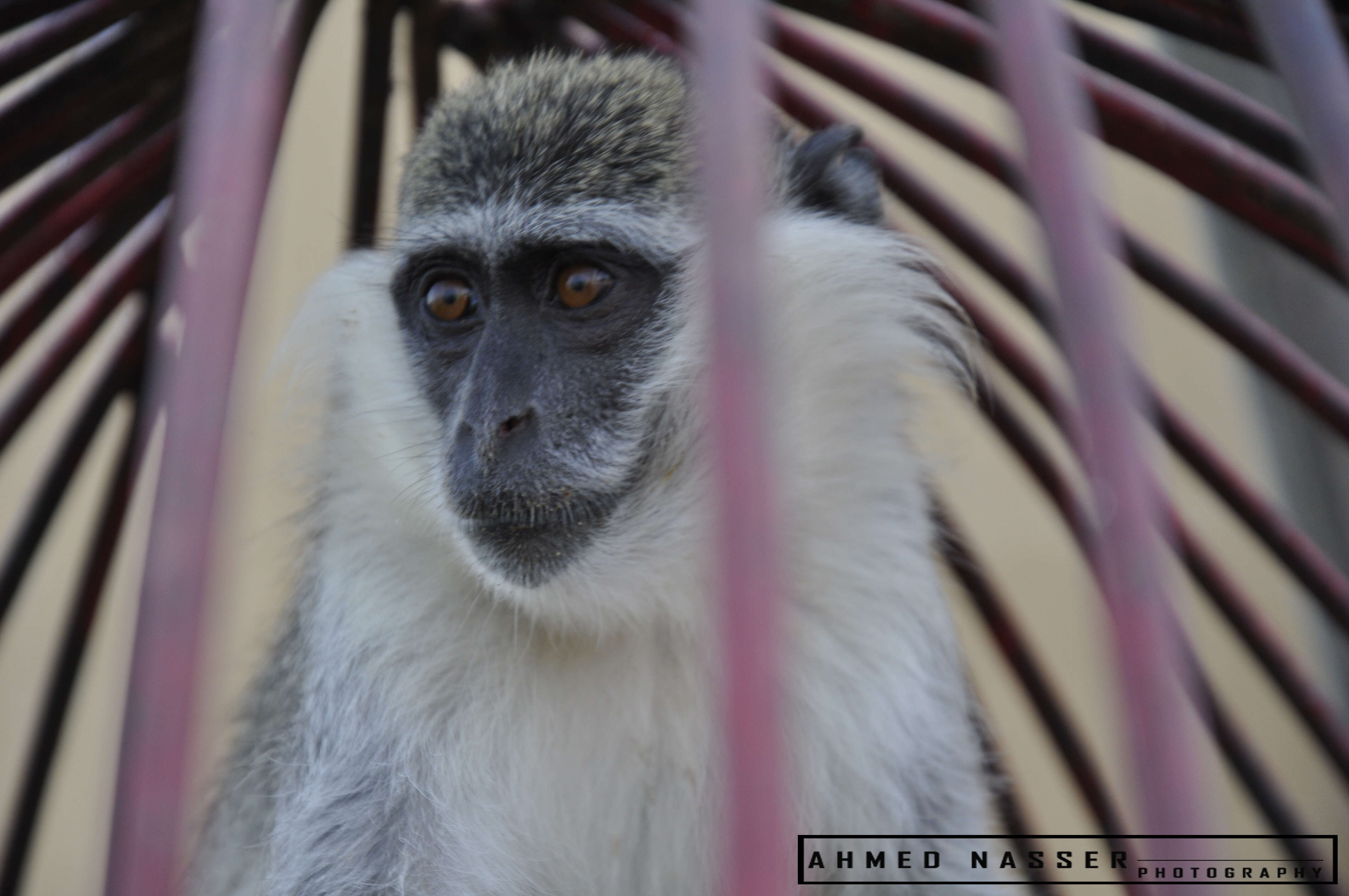 Image of vervet monkey