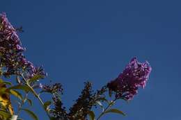 Image of butterfly-bush