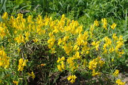 Image of Genista lydia Boiss.