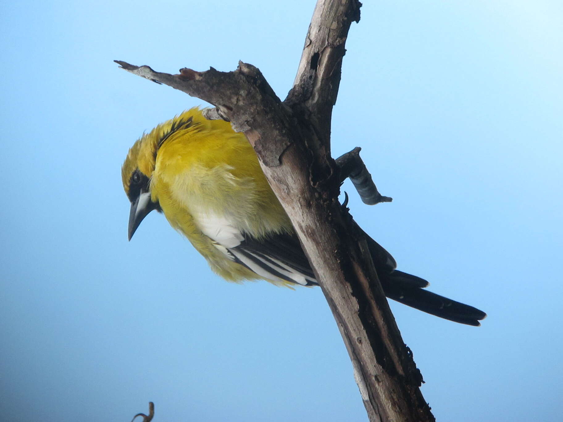 Imagem de Icterus leucopteryx (Wagler 1827)