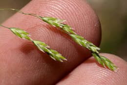 Image of fowl bluegrass