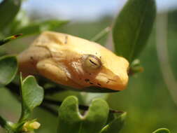 Image of Yellow-striped Reed Frog