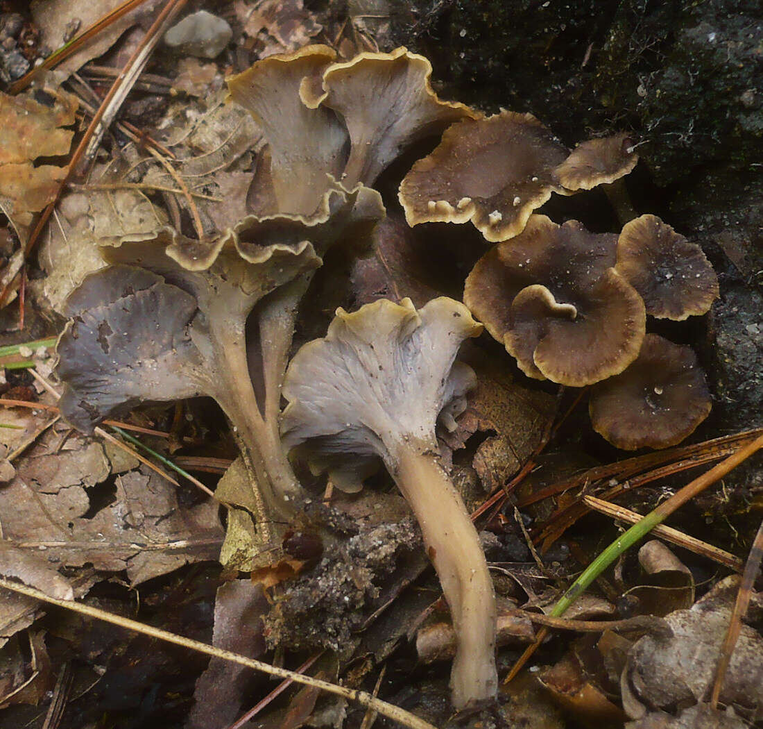 Image of Pseudocraterellus undulatus (Pers.) Rauschert 1987