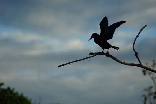 Image of Neotropic Cormorant