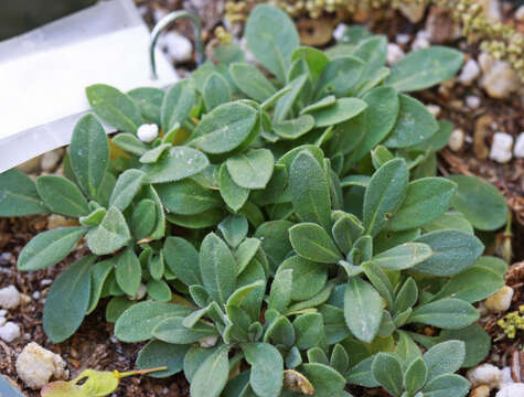 Image of Reflexed Rockcress