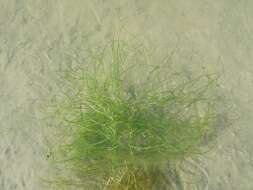 Image of pondweed