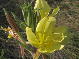 Imagem de Oenothera elata Kunth