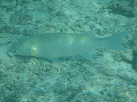 Image of Fringelip Mullet