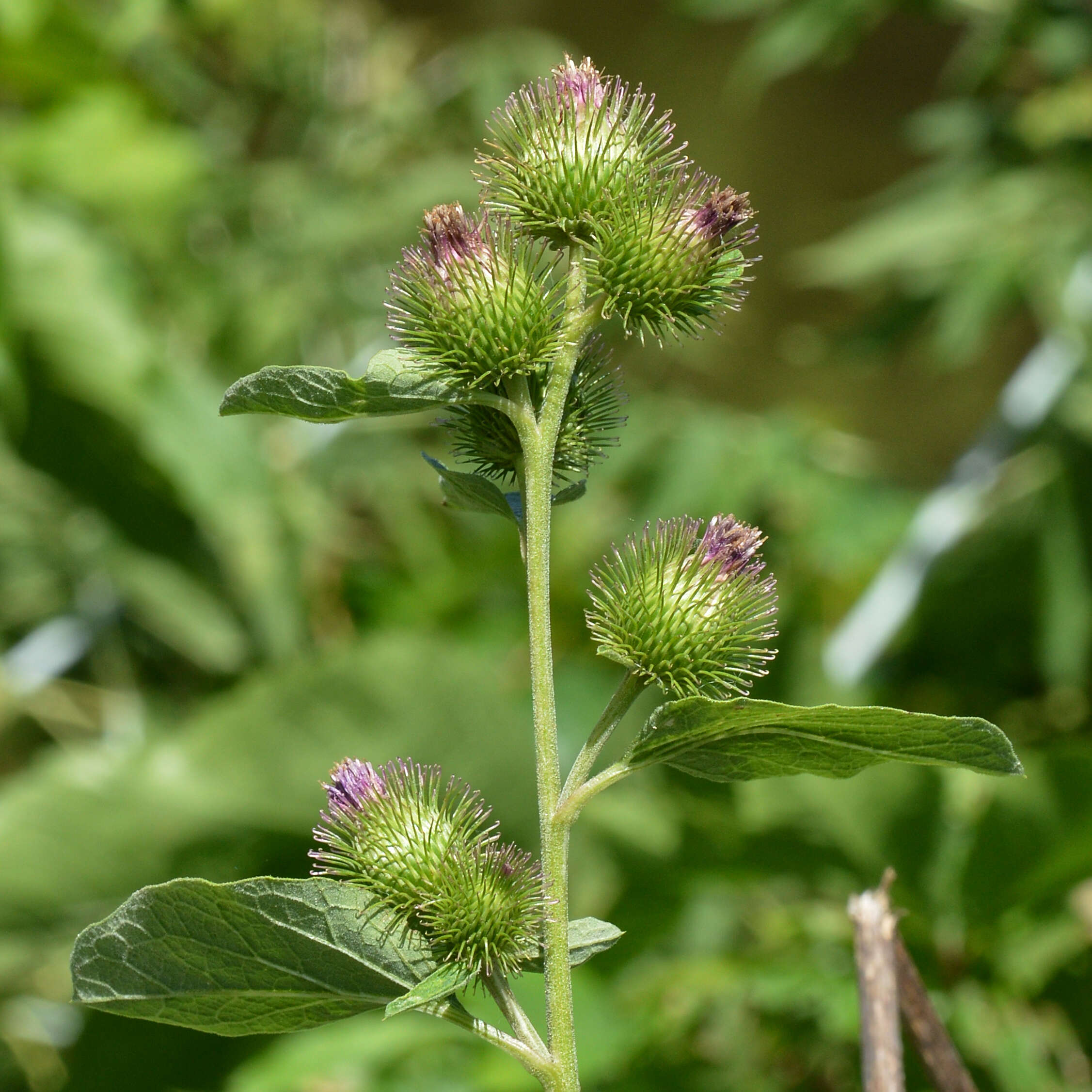 Image of common burdock